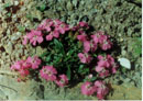 Saponaria x Bressingham hybrid