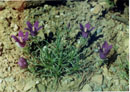 Edraianthus pumilio