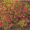 Erysimum linifolium