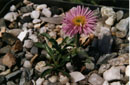 Erigeron aragonensis