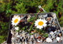 Rhodanthemum atlanticum