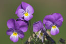 Viola doerfleri