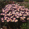 Erigeron  glaucus