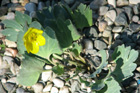 Ranunculus brevifolius
