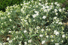 Hormathophylla cadevalliana
