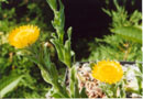 Helichrysum aureum