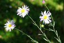 Erigeron filifolius