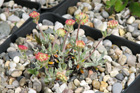 Eriogonum douglasii