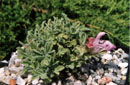 Salvia caespitosa