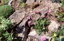 Erodium carvifolium
