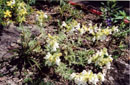 Salvia pachystachya