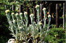 Helichrysum compactum