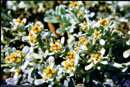 Helichrysum praecurrens