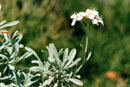 Hormathophylla halimifolia