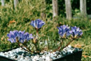 Edraianthus serbicus