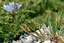 Edraianthus parnassicus
