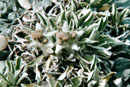 Leontopodium pusillum