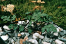 Lomatium martindalei