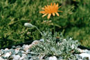 Crepis willdenowii