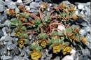 Euphorbia buschiana