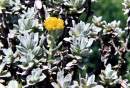 Helichrysum trilineatum