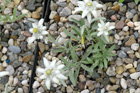 Leontopodium nivale alpinum
