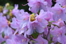 Rhododendron praecox