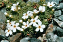 Androsace x hybrida