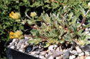 Anthyllis vulneraria