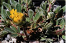 Anthyllis vulneraria