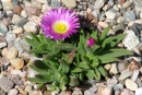 Delosperma sp.