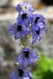 Delphinium confusum