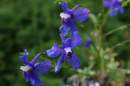 Delphinium sp.