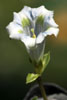 Gentiana acaulis alba