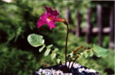 Incarvillea zhongdianensis