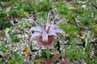 Monarda bradburiana