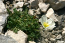 Papaver burseri