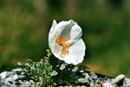 Papaver burseri