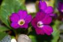Primula x wockei