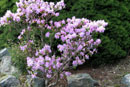 Rhododendron praecox