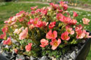 Saxifraga x Bohemica