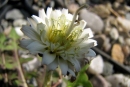 Taraxacum albidum