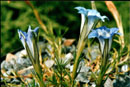 Gentiana lawrencei