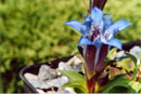 Gentiana affinis