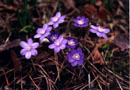 Hepatica nobilis