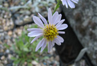 Aster lingii