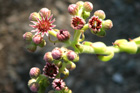 Sempervivum montanum