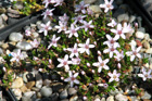 Rhodalsine geniculata