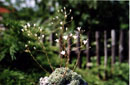 Saxifraga valdensis