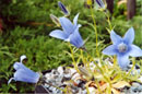 Campanula lasiocarpa